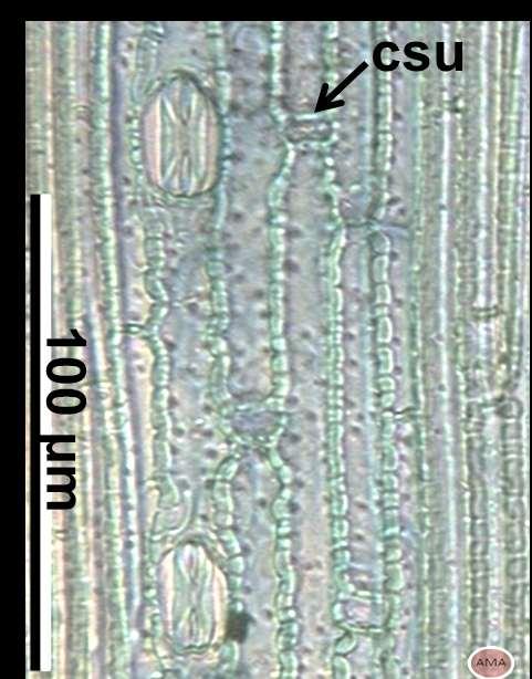 Cenchrus spinifex Cav. cadillo (Poaceae). Epidermis mostrando estomas paracíticos, células largas y célula corta suberosa (csu).