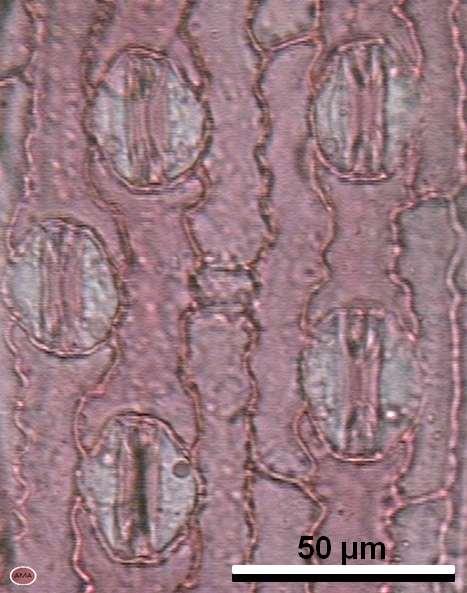 Esquema de Estoma visto en superficie y en corte transversal Movimiento estomático: Cuando las células están llenas de agua, turgentes, la pared delgada cede y el ostíolo se abre