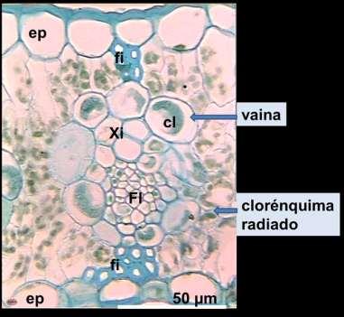 Esta vaina está rodeada de células del clorénquima dispuestas de manera radiada