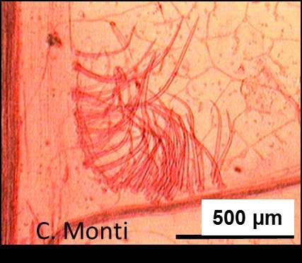 Domacio em mechón de pelos en Allophylus edulis (A. St.- Hil., A. Juss. & Cambess) Radlk. (Sapindaceae). Escala: 500 micrómetros. Se sugiere consultar: www.unne.edu.ar/unnevieja/web/cyt/cyt2006/06-biologia/.