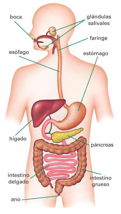2. El aparato digestivo El aparato digestivo es el conjunto de órganos que digieren los alimentos, absorben los nutrientes resultantes y expulsan los restos no digeridos.