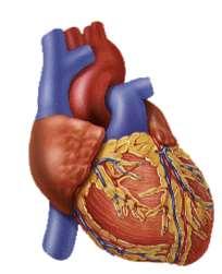 4. La circulación sanguínea El aparato circulatorio Algunas de sus funciones son: Transportar hasta las células de nuestro cuerpo los nutrientes y el oxígeno necesarios.