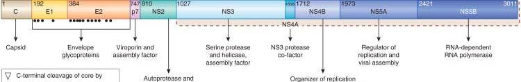 Fármacos antivirales directos mecanismo de acción Genoma VHC Inhibidores Proteasa NS3/4A Peptidomiméticos Unen al sitio catalítico de la proteasa PREVIR Inhibidores NS5A Alteran: Regulación