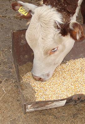 Engorde de vaquillas refugo en semi-confinamiento Peso promedio: 250 kg Ganancia diaria