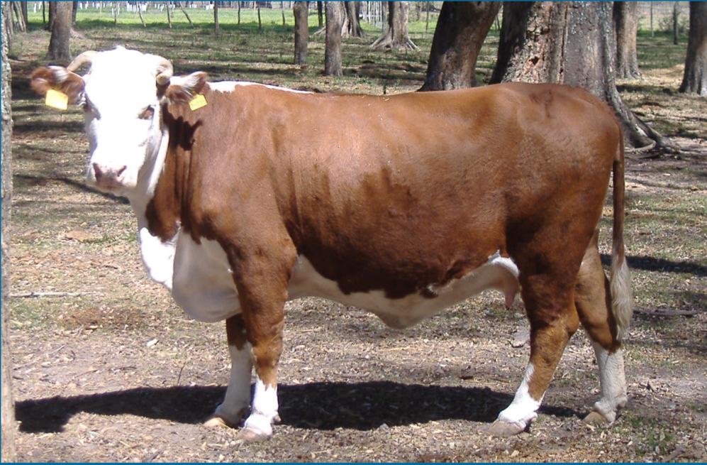 Engorde de vacas invernada con silo de sorgo planta entera más ración con maíz y pellet proteico Peso promedio: 460 kg Ración: - 0,8 kg de Pellet de algodón (40% PB, 2,7 Mcal EM/kg MS) - 4 kg de maíz