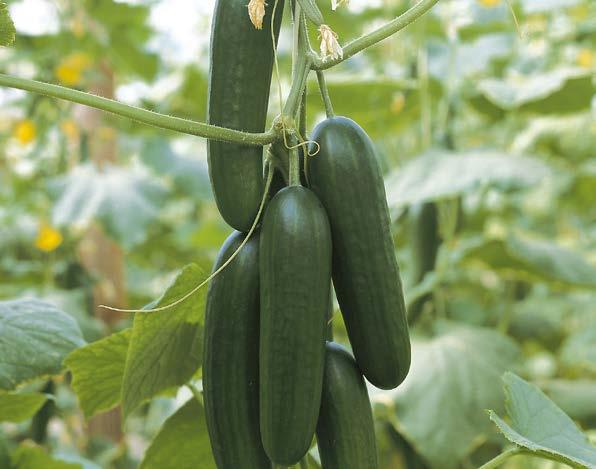 Pepino Tipo Pickle Excélsior Planta: De alto vigor, semi-abierta, presenta entrenudos cortos y un excelente amarre de frutos. Su maduración a cosecha es temprana.