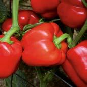 Fruta: Predominan las formas de 4 lóbulos con un color rojo brillante, calidad de exportación, su precocidad a cosecha es intermedia.