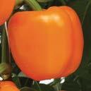Tipo: Blocky Color: Naranja Planta: Vigorosa y de buen balance, de precocidad intermedia y de buen cuaje aún en condiciones de calor no extremo.