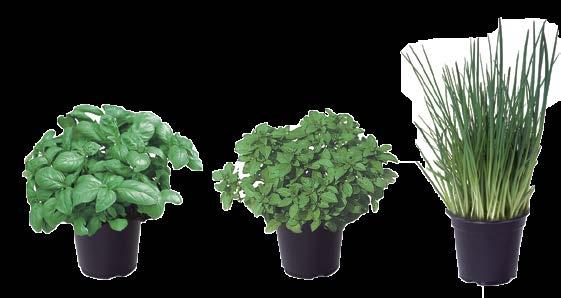 Green Sleeves es fuerte contra la floración, y su crecimiento se adapta para todo el año a campo abierto y producción en invernadero.