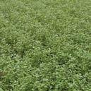 Fanni Es una planta tupida de hojas anchas que se puede utilizar para la producción de productos frescos o secos, ya sea en
