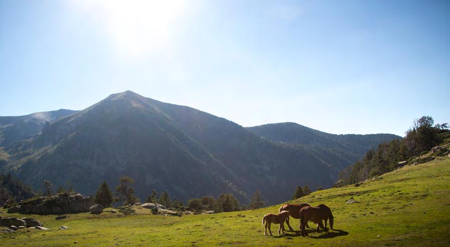 Geografía, clima y naturaleza El relieve andorrano es montañoso y está constituido por 72 picos, algunos de más de 2.000 m de altitud, lo que sitúa ala país entre los más altos de Europa.