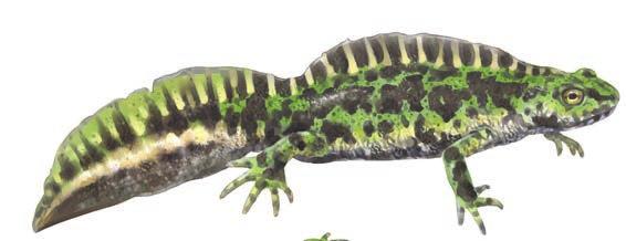 Tritón jaspeado y pigmeo (Triturus marmoratus / T. pygmaeus) Urodelos que alcanzan entre 110 y 160 mm en estado adulto, de color verde y con manchas negras.