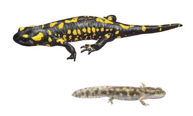 Salamandra (Salamandra salamandra) Urodelo de entre 180 y 250 mm de longitud en estado adulto. Con cola redondeada y un llamativo contraste de colores amarillos y negros que recubren su piel.