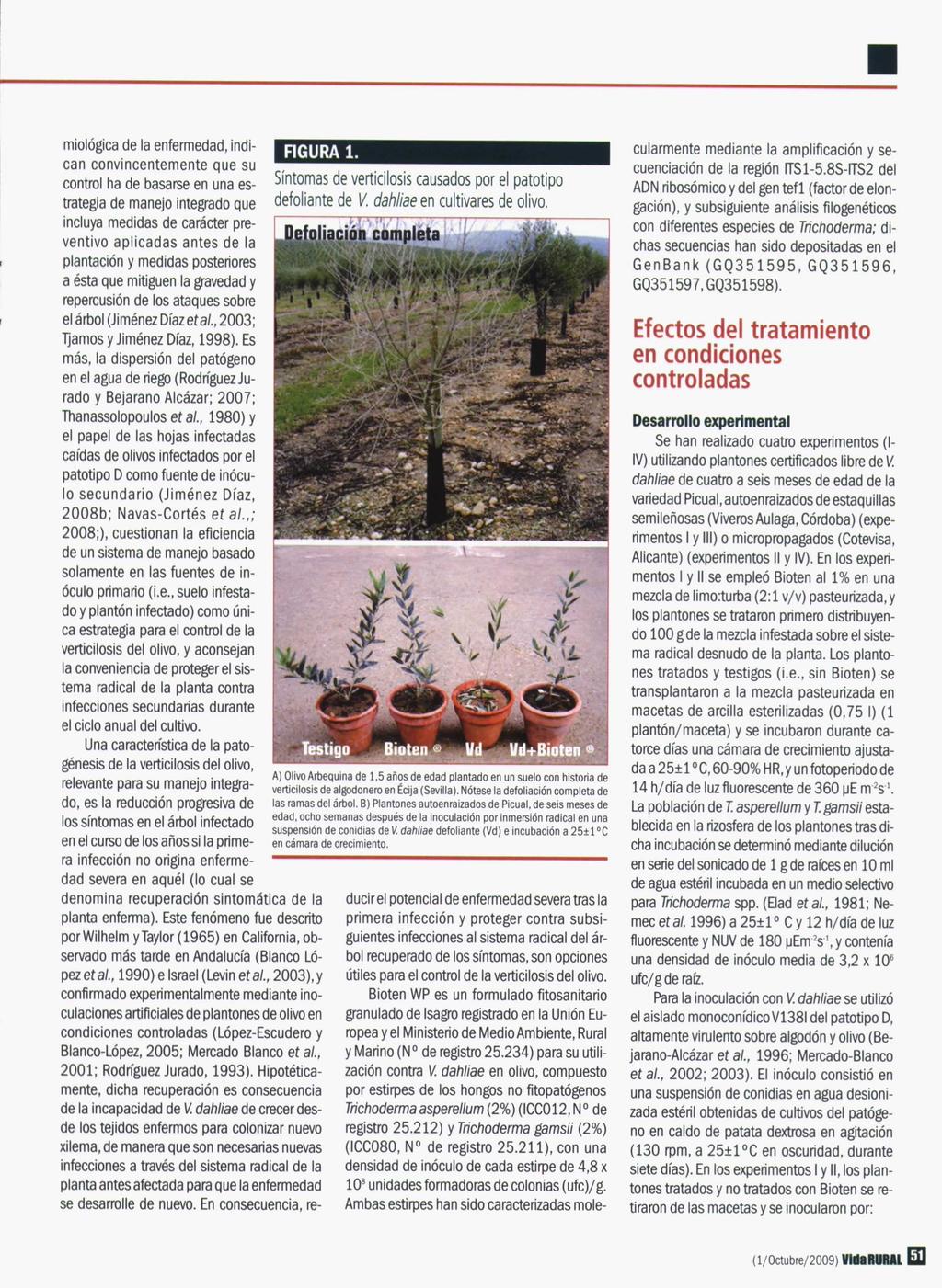FIGURA 1. Síntomas de verticilosis causados por el patotipo defoliante de V. dahliae en cultivares de olivo.