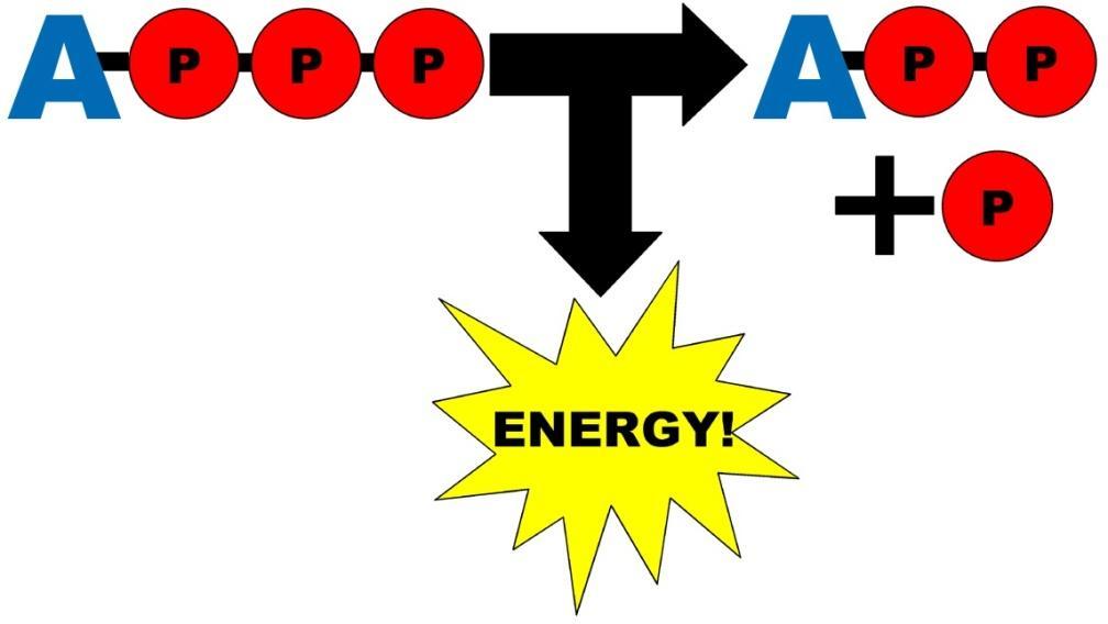 ADENOSÍN TRIFOSFATO (ATP) O ATP é a molécula que utilizan todos os seres vivos para proporcionar