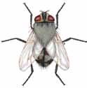 El abdomen tiene una amplia zona amarilla en su base. Los aparatos de PestWest son muy efectivos en el control de estos insectos. 7-15mm Mosquitos Culex spp.