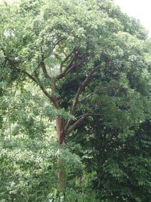 Marañón Jiote/Indio desnudo Especie: Bursera simaruba Familia: Burseraceae Usos en la finca: brotones Usos: Es un árbol preferido por su alta capacidad de rebrote, no requiere de muchos cuidados,