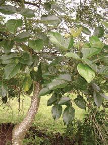 Gualiqueme Marañón Usos: Este árbol es muy importante dentro de las cercas vivas porque las hojas son utilizadas para alimento del ganado.
