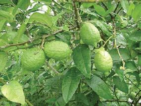 Marañón Limón Usos: Los productores la mantienen dentro de las cercas vivas porque sus frutos son utilizados para refrescos, condimento, saborizante y por sus propiedades medicinales.