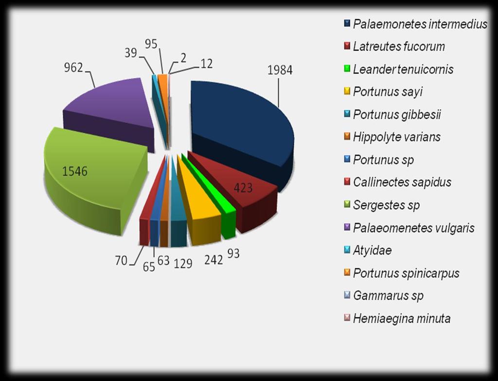 Abundancia por taxa: Crustácea (14 especies) Palaemonetes intermedius