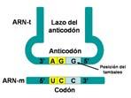 - Algunos aminoácidos pueden ser transportados por distintas ARN transferentes que contienen distintos anticodones.