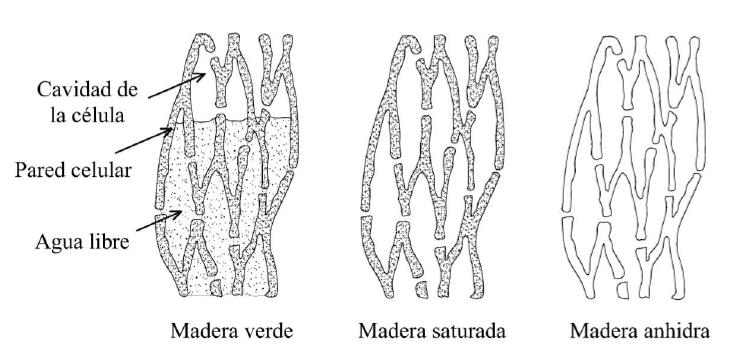 Puede encontrarse en forma líquida ocupando los huecos celulares (agua libre), impregnando las paredes celulares (agua de impregnación) o formando parte de la propia estructura molecular de la madera