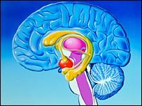 Qué es? El sistema límbico es un sistema formado por varias estructuras cerebrales que gestionan respuestas fisiológicas ante estímulos emocionales.