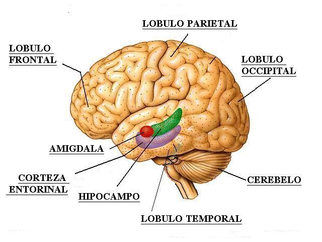 Zonas relacionadas Circunvolución del cíngulo : Es la parte de la corteza cerebral que está cerca del sistema límbico, proporciona una vía desde el tálamo hasta el hipocampo, y está asociado con las