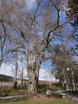 533 Y Es un árbol senescente, que posee el mayor perímetro de todo el arbolado de Logroño.