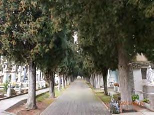 TRONCO MEDIO: Tamaño, número y cultural 1,6 m Cementerio municipal 545.769 X 4.702.