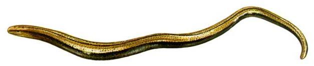 *Lución -cabeza de lagarto -sin patas, escamas muy lisas, dorsales grandes -hembras con costados más