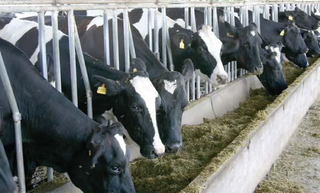 Ensayos con resultados probados de aumento de producción en carne y leche AUMENTO DE PESO VIVO Evaluación de silajes de sorgo inoculados sobre la ganancia de peso de vaquillonas Holando Argentino. G.