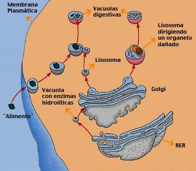 4. Lisosomas Vesículas originadas en el Golgi, contienen enzimas digestivas.