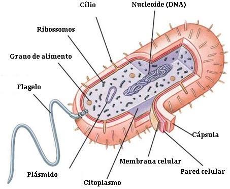 TIPOS DE CÉLULAS Célula procarionte: Pequeñas de estructura simple.