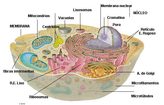 Células eucariontes: 1.
