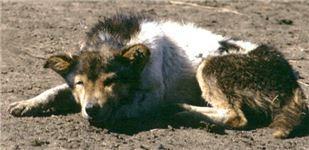 Bosque altoandino - Bosque andino - Humedales Canis lupus familiaris (perro doméstico, perro feral)