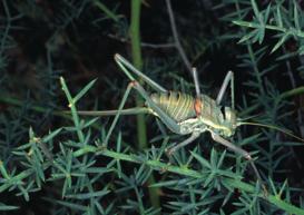 Steropleurus recticarinatus Llorente, 1980 Categoría de amenaza en Andalucía: Vulnerable B2ab(ii,iii); D2 Posición taxonómica: Filo: Arthropoda Clase: Insecta Orden: Orthoptera Familia: Tettigoniidae