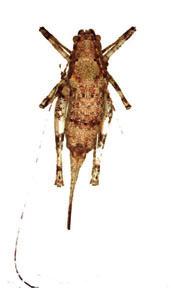 Canariola emarginata Newman, 1964 Posición taxonómica: Filo: Arthropoda Clase: Insecta Orden: Orthoptera Familia: Tettigoniidae Situación legal: No amparada por ninguna figura legal de protección.