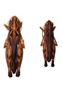 Omocestus femoralis Bolívar, 1908 Posición taxonómica: Filo: Arthropoda Clase: Insecta Orden: Orthoptera Familia: Acrididade Situación legal: No amparada por ninguna figura legal de protección.