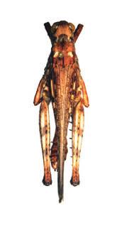 Dericorys carthagonovae Bolívar, 1897 Posición taxonómica: Filo: Arthropoda Clase: Insecta Orden: Orthoptera Familia: Acrididae Situación legal: No amparada por ninguna figura legal de protección.
