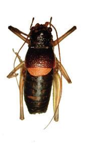 Steropleurus politus (Bolívar, 1901) Posición taxonómica: Filo: Arthropoda Clase: Insecta Orden: Orthoptera Familia: Tettigoniidae Situación legal: No amparada por ninguna figura legal de protección.