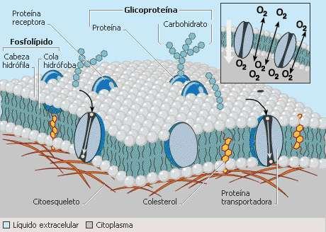 Uno de sus componentes es la membrana plasmática, que se encarga de mantener y delimitar lo que entra y sale de la célula, siendo la frontera entre lo intracelular y lo extracelular.