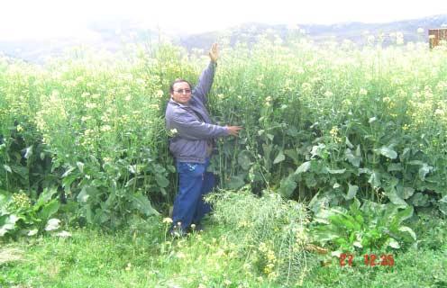 COLZA ( Brassica spp) Cultivo anual y bianual, de Periodo vegetativo variable (90 a 330Días), delicado y altamente exigente en nutrientes, época de siembra y calidad de suelos.