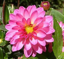 Dalhia: es una hermosa planta ornamental, la cual es muy empleada para