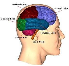 Localización Anatómica de las Crisis Epilépticas-1 Se encuentra una mayor tasa de trastornos de aprendizaje en los pacientes con una epilepsia del lóbulo frontal o del