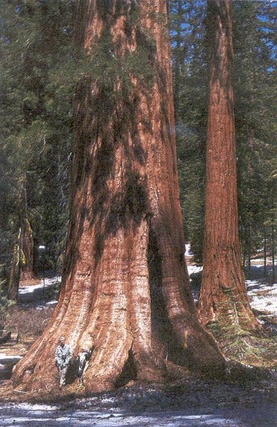 Sequoia es un género de plantas perteneciente a la familia de las Cupresáceas, subfamilia Sequoioideae. Se trata de un género monotípico, cuya única especie es Sequoia sempervirens, la secuoya roja.
