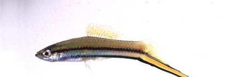 Xiphophorus hellerii Common name: Green swordtail Nombre común: Pez de cola de espada Family: Poeciliidae