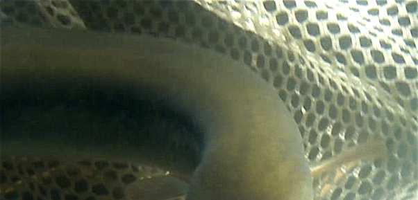 Anguila rostrata Common