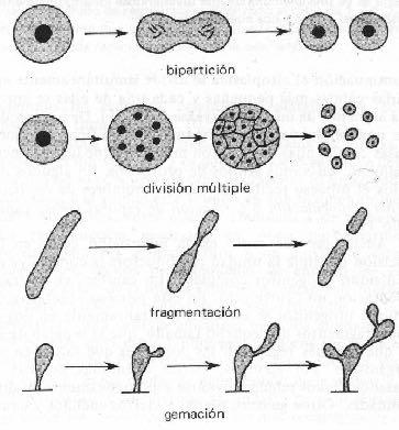 Reproducción vegetativa o asexual Bipartición: mitosis.
