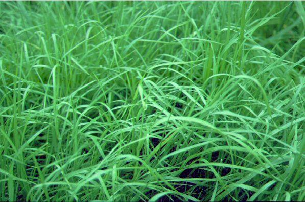 1000 kg hierba antes/inicio espigado Agua 800 L (80%) Materia Seca 200 kg (20%) Cenizas 10% MS (20 kg) Materia Orgánica